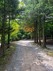 Obraz premium It is a forest road lined with trees.