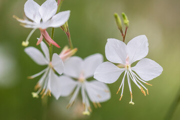 white guara