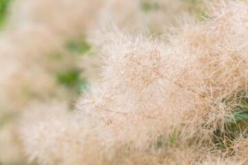smoke tree