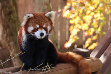 レッサーパンダ