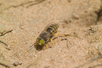 Sand Digger Wasp, Bembix sp. digging his nest on ground