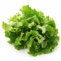 A head of lettuce