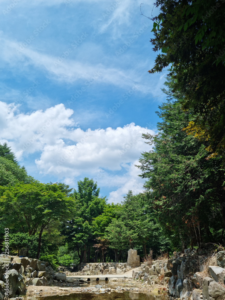 Canvas Prints a sky with clouds and a forest of trees.