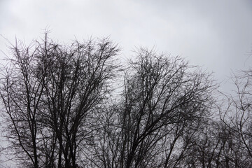 Bare trees under gray foggy winter sky