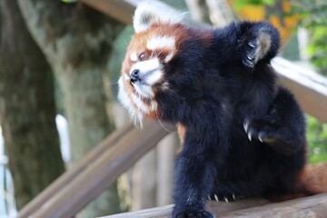 Obraz premium レッサーパンダ