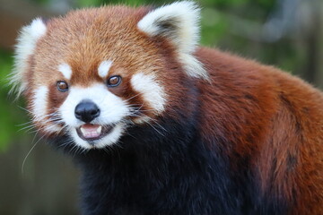 レッサーパンダ