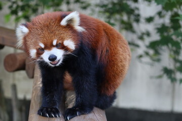 レッサーパンダ