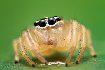 close up of a spider