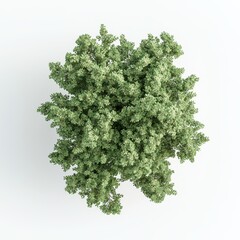 Obraz premium Lush green plant viewed from above, showcasing its dense foliage and vibrant texture against a light background.