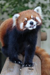 Naklejka premium レッサーパンダ