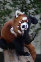 レッサーパンダ