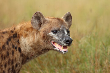 Fototapeta premium Tüpfelhyäne / Spotted hyaena / Crocuta crocuta