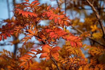 Autumn scenery in Lofoten Islands, Norway