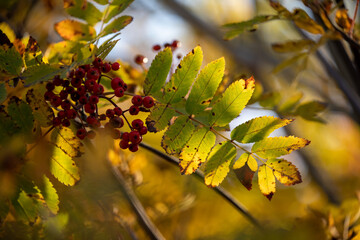Autumn scenery in Lofoten Islands, Norway