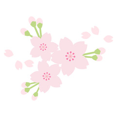 Fototapeta premium 桜の花