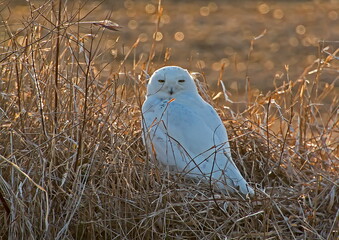 snowy owl