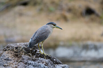 black crowned night heron on a rock