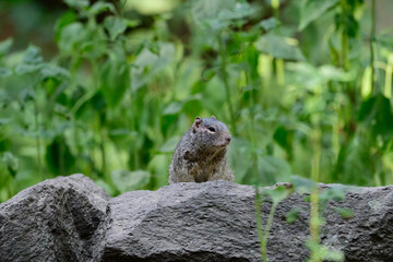 squirrel on a rock
