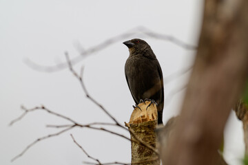 black bird on a branch