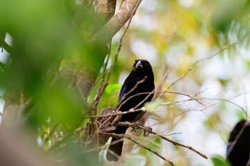 black bird on a branch