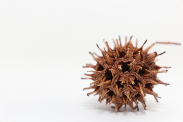 Obraz premium シンプルで使いやすいモミジバフウの実