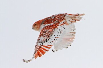snowy owl