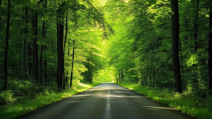 Fototapeta premium Serene Forest Road: A Pathway Through Nature's Embrace