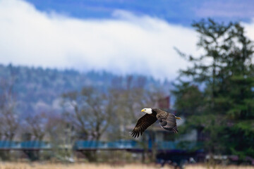 2023-12-31 A MATURE BALD EAGLE IN FLIGHT FLYING OVER A NEIGHBORHOOD IN BOW WASHINGTON WITH A BLURRED OUT BACKGROUND