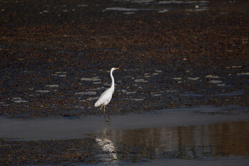 겨울 호수에 서 있는 백로