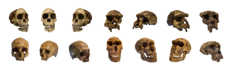 The skull of sapiens of ancient people or animals collection set isolated.