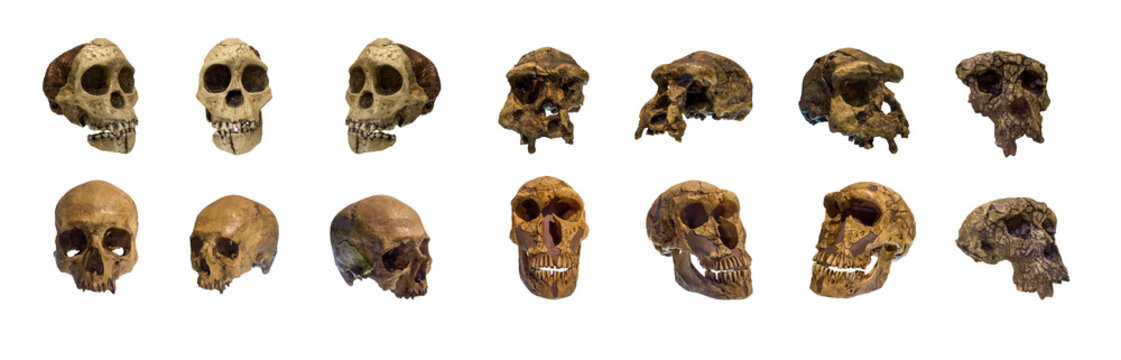The skull of sapiens of ancient people or animals collection set isolated.