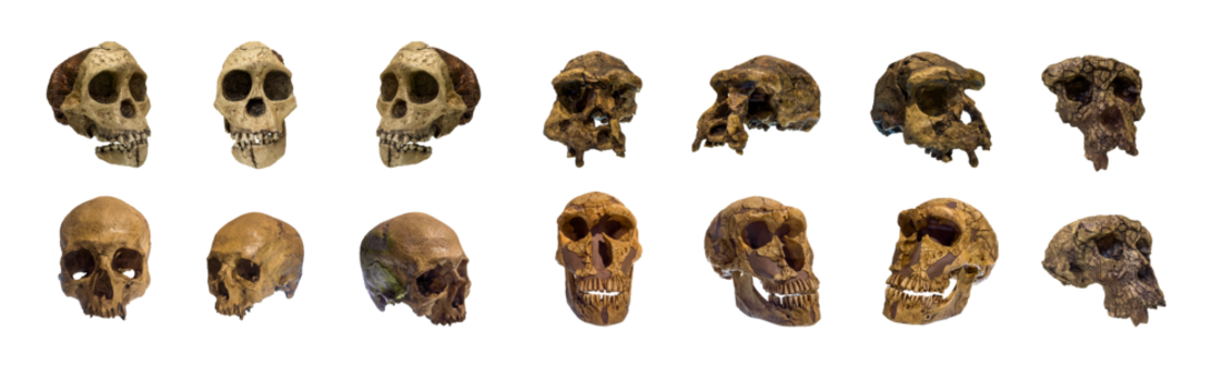The skull of sapiens of ancient people or animals collection set isolated.