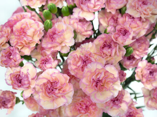 切花　ピンクのスプレーカーネーション