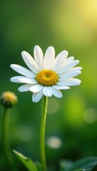 Obraz premium Soft white daisy petals drifting gently down in the morning dew, drop, soft