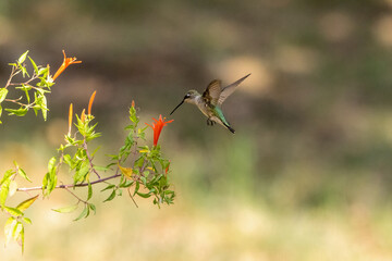 Ruby-throated Hummingbird nectaring on Flame Acanthus, Anisacanthus quadrifidus.