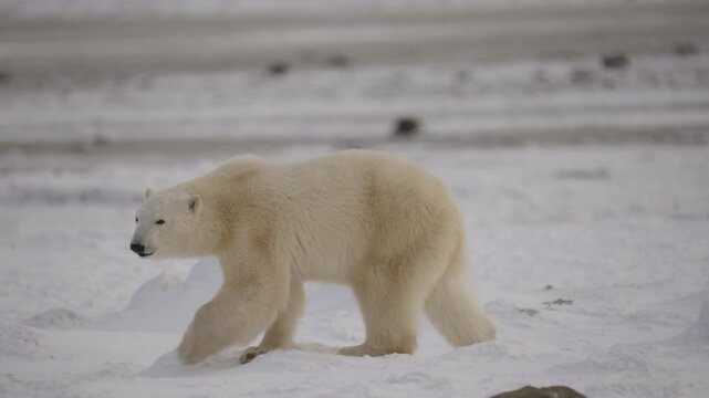 Polar bear in the Canadian Arctic walking along the Tundra waiting for the ice to freeze