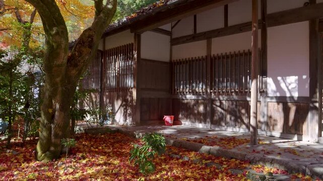 Beautiful Japanese fall colors in bright yellow during autumn colors