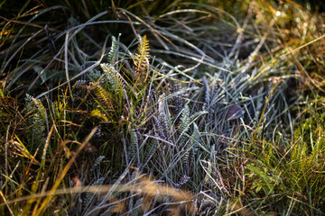 Moss in a park beside a national road in Norway in winter