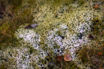 Moss in a park beside a national road in Norway in winter