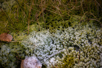 Moss in a park beside a national road in Norway in winter