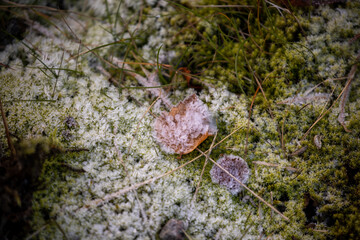Moss in a park beside a national road in Norway in winter