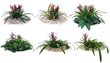 Bromeliad pink red flowers grown in a white pot.
Collection Trees and flowers green leaves. total 6...