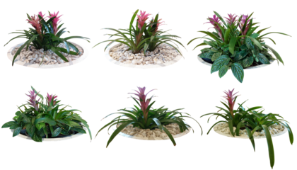 Bromeliad pink red flowers grown in a white pot.
Collection Trees and flowers green leaves. total 6 trees. 
Isolated on white background (clipping path)