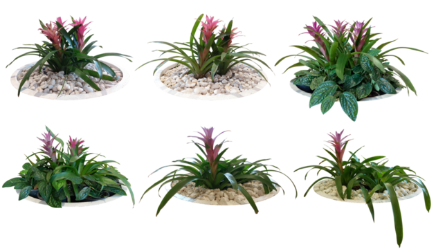 Bromeliad pink red flowers grown in a white pot.
Collection Trees and flowers green leaves. total 6 trees. 
Isolated on white background (clipping path)