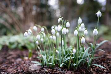 Pretty and delicate white flowers of Snowdrop plant, Galanthus Nivalis, blooming in a winter garden, as a nature background
