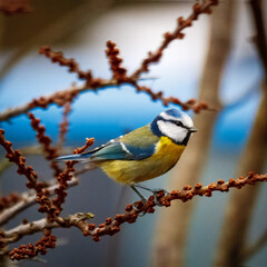 Blue Titis at Hauxley, Northumberland