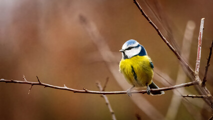 Blue Titis at Hauxley, Northumberland