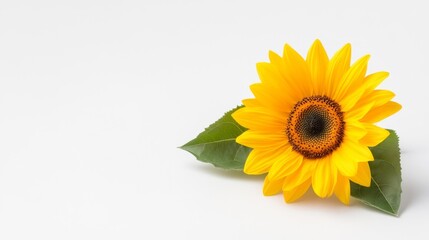Obraz premium Bright Yellow Sunflower Isolated on White Background. Generative AI