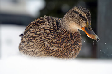 雪の上で寛ぐ雌のマガモ-Female mallard duck relaxing on snow-