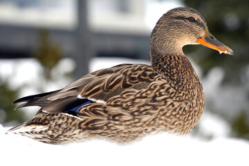 雪の上で寛ぐ雌のマガモ-Female mallard duck relaxing on snow-
